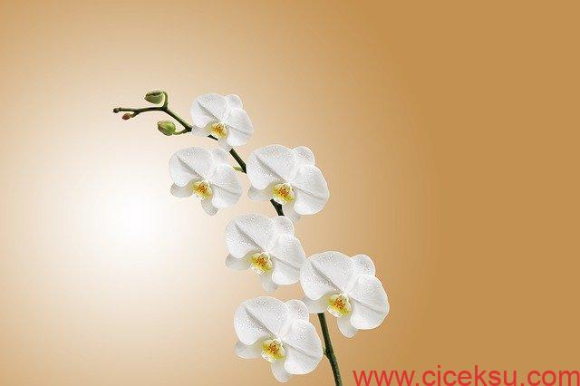 Orkide Çiçeği Nedir Bakımı Nasıl Olur?